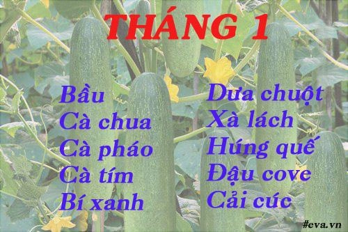 Lịch gieo trồng rau trong năm cho năng suất tốt chị em nên biết