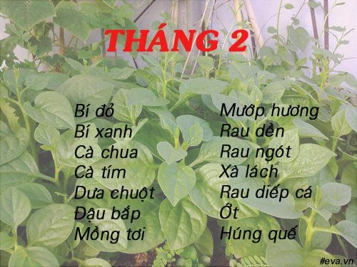 Lịch gieo trồng rau trong năm cho năng suất tốt chị em nên biết