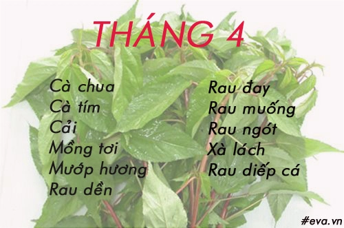 Lịch gieo trồng rau trong năm cho năng suất tốt chị em nên biết