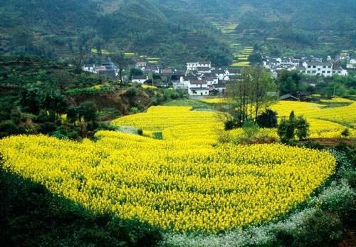 Lung linh 7 cánh đồng hoa cải đẹp nhất trung quốc