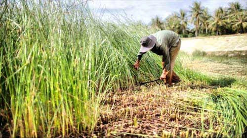 Lung linh vùng sông nước việt nam