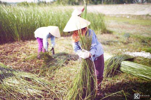 Lung linh vùng sông nước việt nam