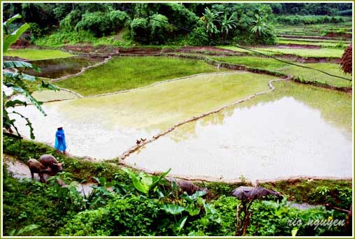 Một chiều thơ mộng ở thung nai