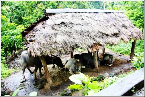 Một chiều thơ mộng ở thung nai