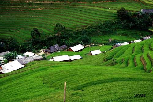 Mù cang chải vào thu
