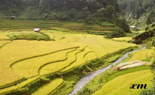Mù cang chải vào thu
