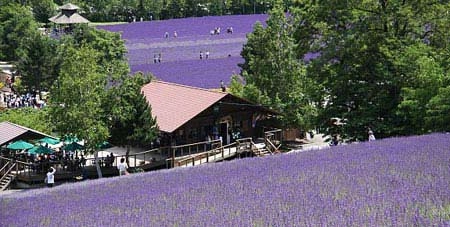 Ngây ngất hokkaido mùa hoa oải hương