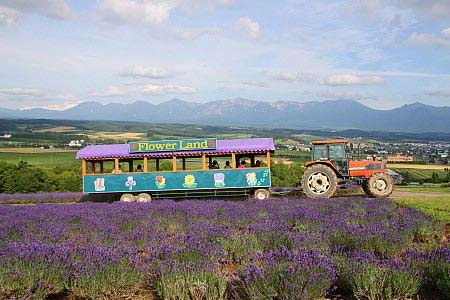 Ngây ngất hokkaido mùa hoa oải hương