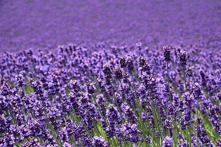 Ngây ngất hokkaido mùa hoa oải hương