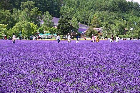 Ngây ngất hokkaido mùa hoa oải hương