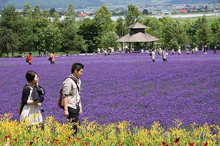 Ngây ngất hokkaido mùa hoa oải hương