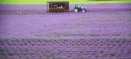 Ngây ngất hokkaido mùa hoa oải hương