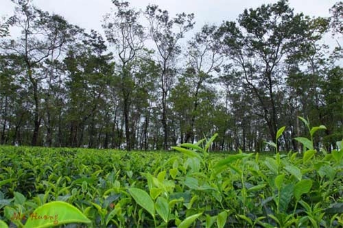 Ngỡ ngàng ngày trở lại pleiku