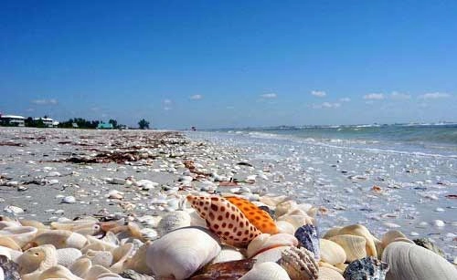 Những bãi biển vỏ sò tuyệt đẹp của thế giới
