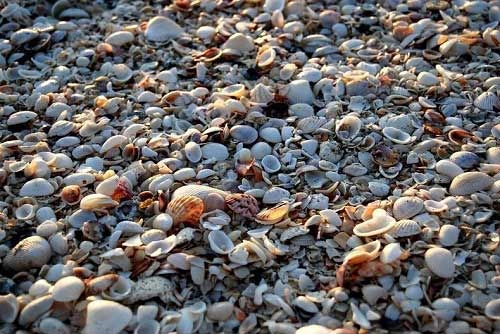 Những bãi biển vỏ sò tuyệt đẹp của thế giới