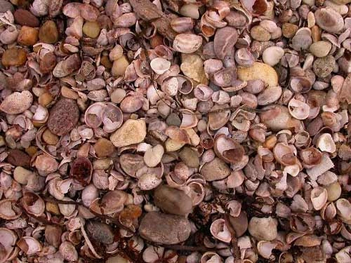 Những bãi biển vỏ sò tuyệt đẹp của thế giới