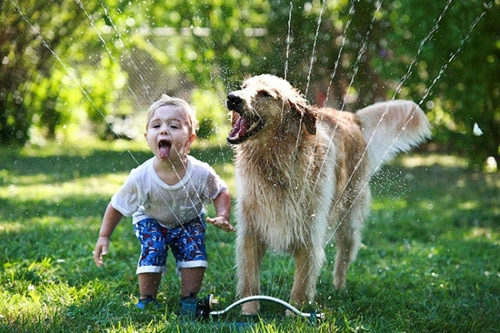 Ở nơi ấy có tình yêu ngọt ngào của những chú chó dành cho chủ của mình