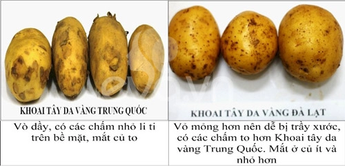 Phân biệt rau củ ta và tq cho con ăn dặm