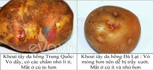 Phân biệt rau củ ta và tq cho con ăn dặm