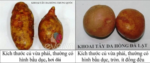 Phân biệt rau củ ta và tq cho con ăn dặm