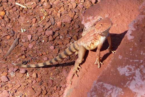 Phiêu lưu trong sắc màu karijini
