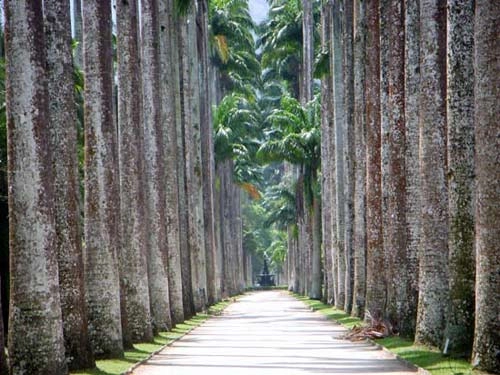 Rio de janerio thanh nam châm vĩnh cửu