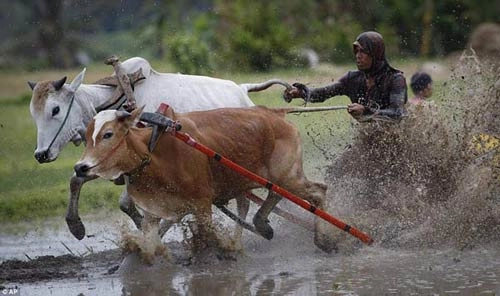 Sôi động lễ hội đua bò indonesia