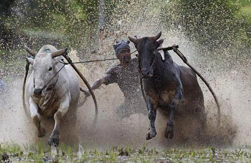 Sôi động lễ hội đua bò indonesia