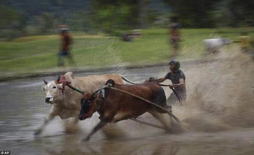 Sôi động lễ hội đua bò indonesia