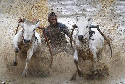 Sôi động lễ hội đua bò indonesia