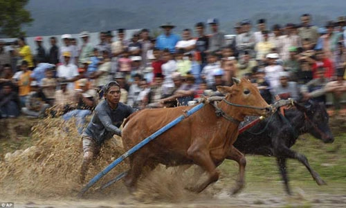 Sôi động lễ hội đua bò indonesia