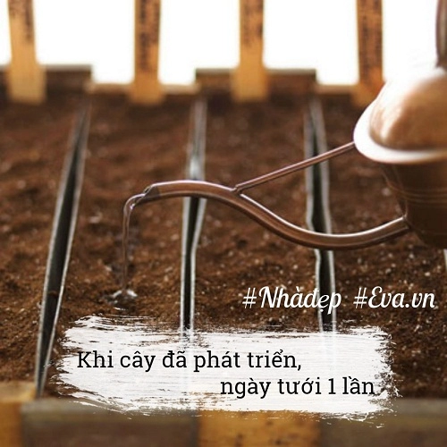 Tội gì không trồng những loại rau thạch sanh mau lớn dễ chăm cho nhà ăn quanh năm