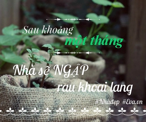 Tội gì không trồng những loại rau thạch sanh mau lớn dễ chăm cho nhà ăn quanh năm