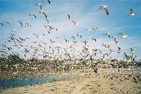 Top 10 bãi biển ghê sợ nhất thế giới