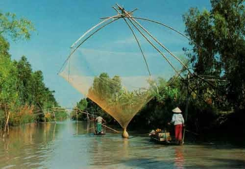 Về hậu giang thăm rún cá lung ngọc hoàng