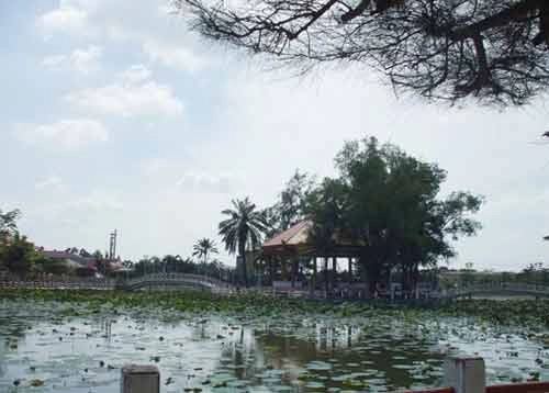 Về hậu giang thăm rún cá lung ngọc hoàng