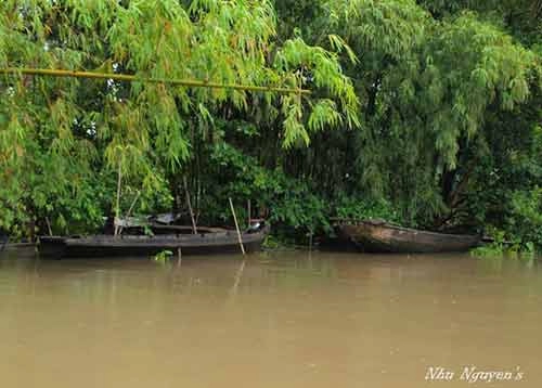 Về hậu giang thăm rún cá lung ngọc hoàng