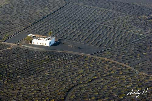 vườn nho sao băng trên đảo núi lửa lanzarote