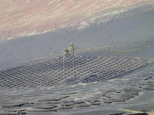 vườn nho sao băng trên đảo núi lửa lanzarote