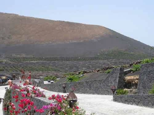 vườn nho sao băng trên đảo núi lửa lanzarote