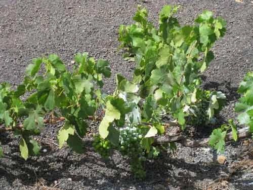 vườn nho sao băng trên đảo núi lửa lanzarote