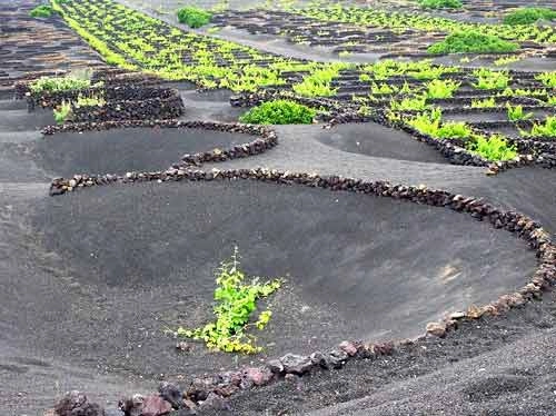 vườn nho sao băng trên đảo núi lửa lanzarote