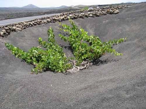 vườn nho sao băng trên đảo núi lửa lanzarote