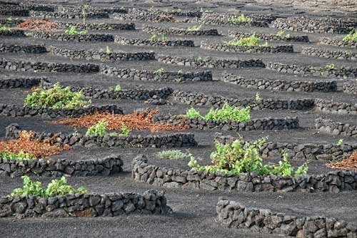 vườn nho sao băng trên đảo núi lửa lanzarote