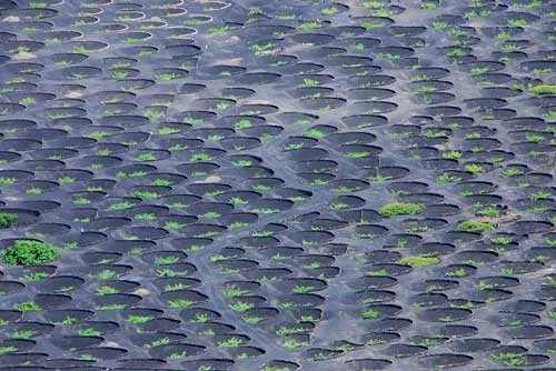 vườn nho sao băng trên đảo núi lửa lanzarote