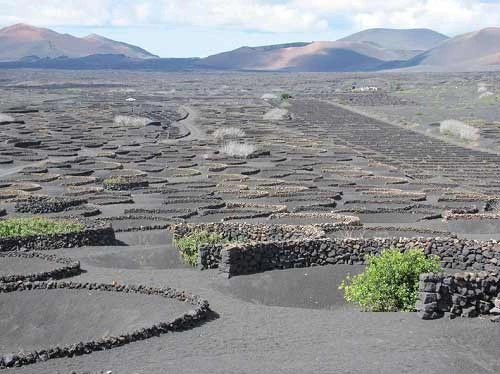 vườn nho sao băng trên đảo núi lửa lanzarote