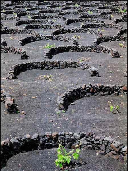 vườn nho sao băng trên đảo núi lửa lanzarote