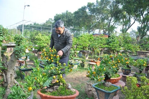 Vườn quất ghép cần thăng bonsai đinh dậu độc nhất vô nhị ở thủ đô