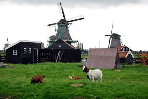 Zaanse schans - chốn bình yên của những cối xay gió