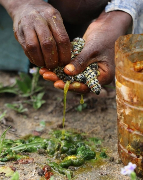 Nổi da gà với snack sâu giòn - đặc sản kinh dị của zimbabwe